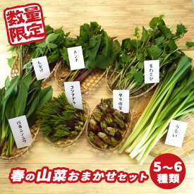 【ふるさと納税】 春の山菜 おまかせ セット 5～6種類 / おすすめ 新鮮 採れたて 野菜 春 山菜 春野菜 旬菜 産直 旬 料理 天ぷら おひたし ピザ パスタ 味噌汁 みそ汁 天然 お取り寄せ 岩手県 雫石町 産地直送 送料無料 季節限定 期間限定 数量限定 稀少 希少 産直松の実
