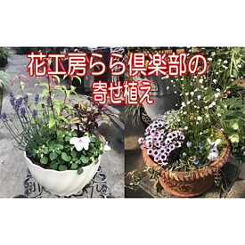 【ふるさと納税】 寄せ植え おすすめ 東北最大級のガーデニング専門店 厳選 季節の寄せ植え 4種類 ～ 6種類 / お花 花 生花 フラワー 植物 観葉植物 季節 おまかせ 鉢 ポット 鉢植え ガーデニング 玄関 ベランダ 庭 国産 岩手県 雫石町 産地直送 送料無料 花工房らら倶楽部