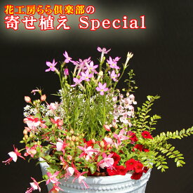 楽天市場 寄せ植えの通販