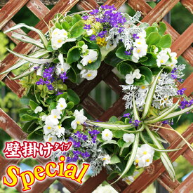楽天市場 ハンギング バスケットの通販