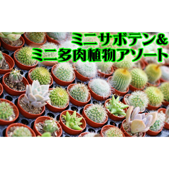 楽天市場 ふるさと納税 ミニサボテン ミニ多肉植物 8種アソート 土2l付き アレンジ可能 岩手県 雫石町 サボテン 多肉植物 観葉植物 送料無料 V 010 岩手県雫石町