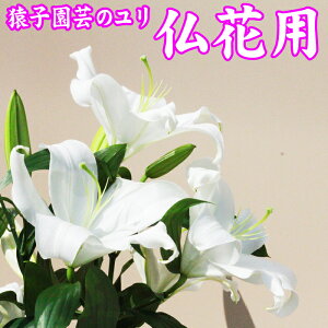 花 長持ち 水 生花の人気商品 通販 価格比較 価格 Com
