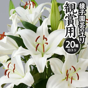 yӂ邳Ɣ[Łz _ q| Β F̃ 20ֈȏ 4`5{ ӏܗp ^   S _   Ԃ  t[ ԑ 蕨 v[g Mtg ̓ 