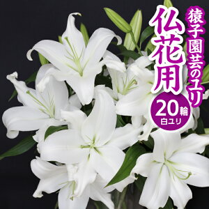 yӂ邳Ɣ[Łz _ q| Β F̃ 20ֈȏ 4`5{ ԗp ^   S   Ԃ  t[ ԑ    c  @ @v  