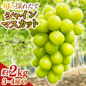 【ふるさと納税】＼数量限定／ 旬の採れたて シャインマスカット 約2kg (3～4房) ぶどう ブドウ 葡萄 マスカット 先行予約 産地直送 数量限定 フルーツ 果物 岩手県 紫波町 デザート ご褒美 旬 くだもの ふるーつ 取り寄せ デザート (EG001)