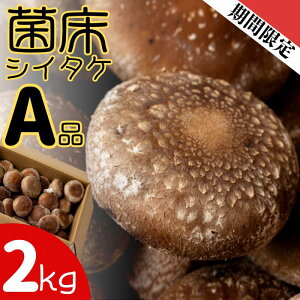 yӂ邳Ɣ[Łzt@[gܘY@ۏVC^P@@ő@VC^P