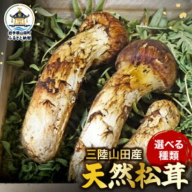 【ふるさと納税】松茸 国産 70g～150g 天然 ≪2026年先行予約 9月中旬～11月下旬発送予定！≫ ふるさと納税 松茸 ふるさと納税松茸 松茸ふるさと納税松茸 国産ふるさと納税 野菜 山田産野菜 季節限定 ベルアクト