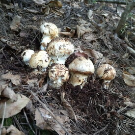 【ふるさと納税】【2026秋発送】産地直送　岩手県岩泉町産まつたけ　ご家庭用不揃いセット300g【配送不可地域：離島】【1414082】