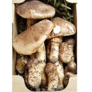 yӂ邳Ɣ[Łz茧Y@500gO(450g`550g)(ԂAALYAJ)yzsnFzy1415835z