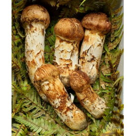 【ふるさと納税】【2026年秋発送】岩手県岩泉産松茸　300g前後(250g～350g)(詰め合わせ)【配送不可地域：離島】【1415864】