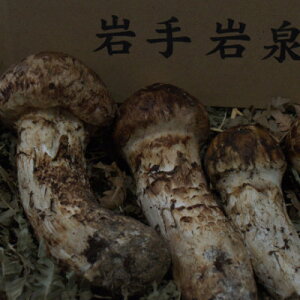 yӂ邳Ɣ[ŁzŶ菼300gyzsnFzy1422859z