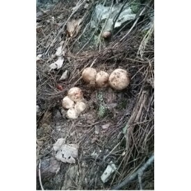 【ふるさと納税】【2026秋発送】産地直送　岩泉産　松茸　小・コロ 300g【配送不可地域：離島】【1632424】