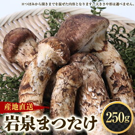 【ふるさと納税】【2026秋発送】≪産地直送≫　岩泉まつたけ 250g_ 松茸 まつたけ マツタケ 国産 国産松茸 天然松茸 天然まつたけ きのこ キノコ 産直 産地直送 焼き松茸 天ぷら 土瓶蒸し 松茸ご飯 岩手県 岩泉町 送料無料 【配送不可地域：離島】【1423712】