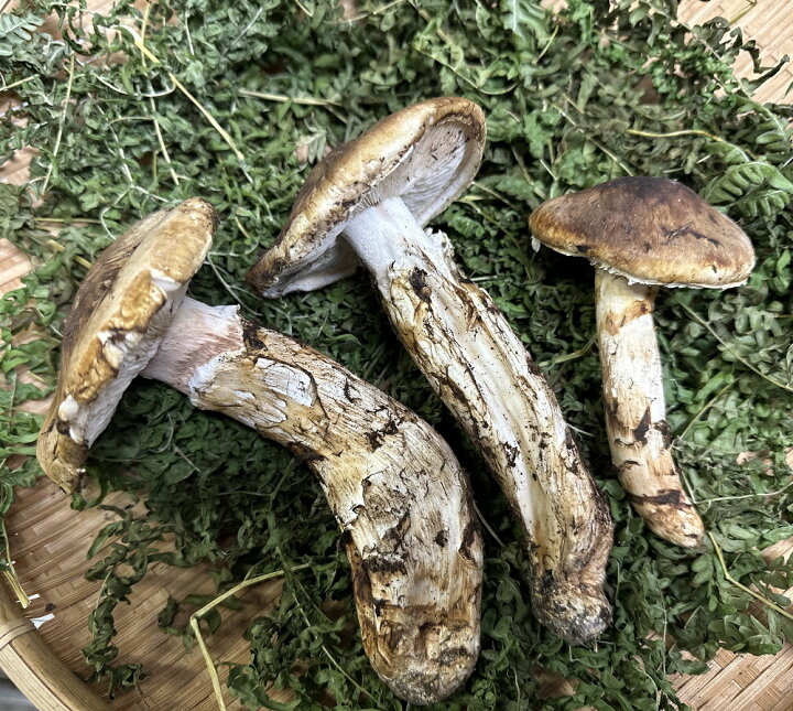 楽天市場】【ふるさと納税】 松茸 【期間限定】岩手県産 天然松茸 約 