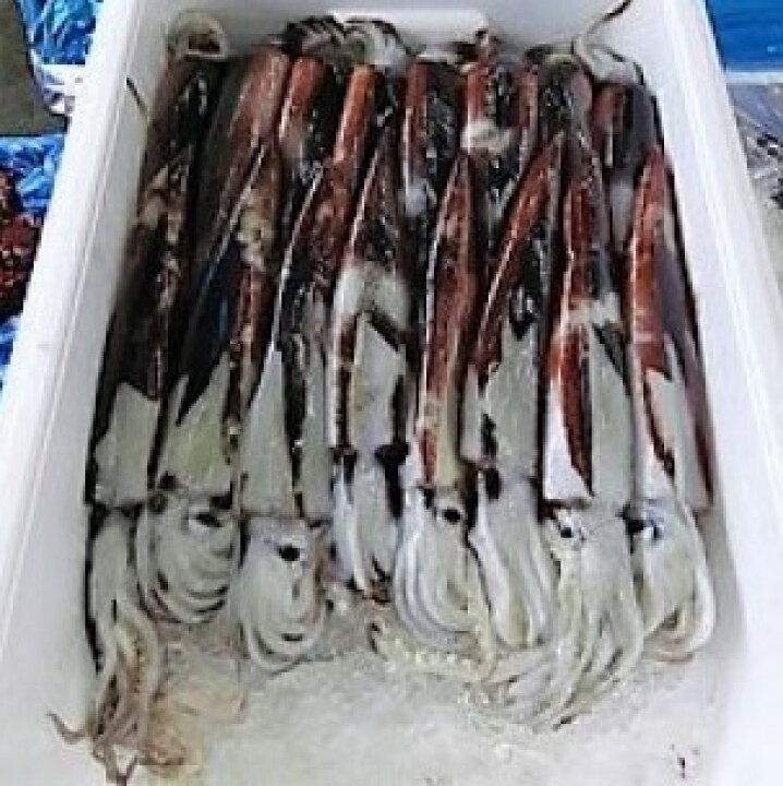 楽天市場 ふるさと納税 生スルメイカ 約3 0kｇ ６ 16杯 ９月頃は小ぶりで数が多く12月に近づくと数が少なくサイズが大きくなります 岩手県普代村
