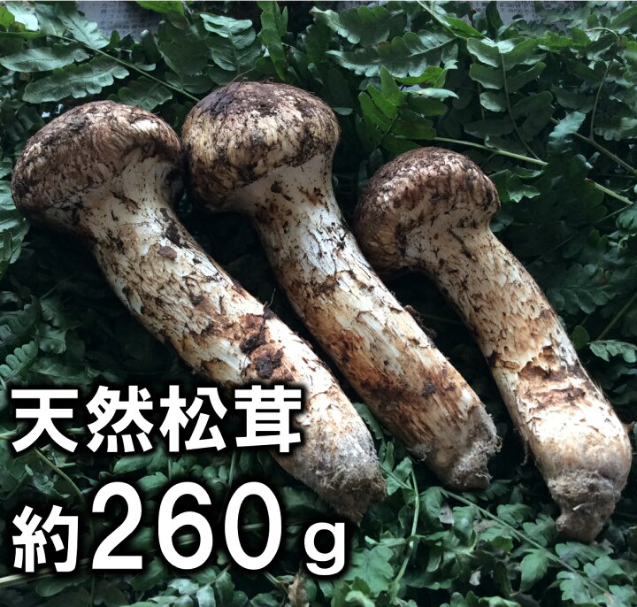 楽天市場】【ふるさと納税】【厳選】 岩手県産 天然松茸 約260g 数量 