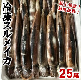 【ふるさと納税】 イカ 冷凍スルメイカ25尾入り 鮮度抜群！いか スルメイカ 魚介 海鮮 海の幸 新鮮 鮮度抜群 刺身 塩辛 イカフライ 煮物 姿焼き げそ イカゲソ いかめし イカ焼き いか天 焼き物 天ぷら