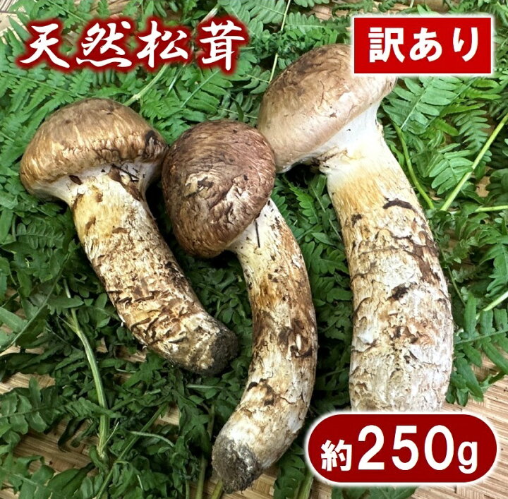 楽天市場】【ふるさと納税】 松茸 【期間限定】岩手県産 天然松茸 約 