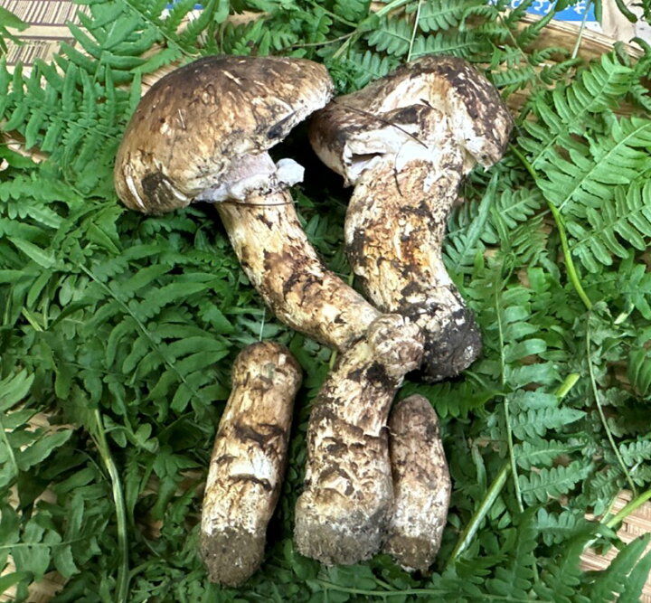 楽天市場】【ふるさと納税】 松茸 【期間限定】岩手県産 天然松茸 約 