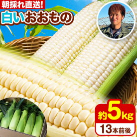 【ふるさと納税】朝採れ直送！ とうもろこし おおもの 甘い 約5kg 13本入り 2Lサイズ 七戸宏大《8月上旬-8月中旬頃出荷》岩手県 九戸村 ホワイトコーン 白とうもろこし レンジ 5kg スイートコーン 冷蔵 送料無料