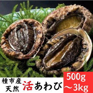 yӂ邳Ɣ[ŁzsYVR Iׂ500g`3kg ①  hg Xe[L Yn