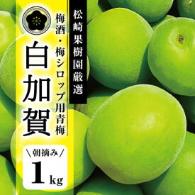 【ふるさと納税】【梅酒・梅シロップ用青梅】松崎果樹園の肉厚青梅 約1kg(大玉L～2L)白加賀 作り方レシピ付き【配送不可地域：離島・北海道・沖縄県・信越、北陸・東海・近畿・中国・四国・九州】【1497443】