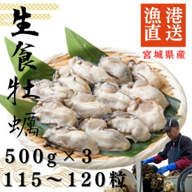 【ふるさと納税】宮城県牡鹿半島産　鮮生牡蠣　500g×3_ 牡蠣 かき カキ 生牡蠣 海鮮 魚介 美味しい 人気 大容量 【配送不可地域：離島・沖縄県・九州】【1550906】