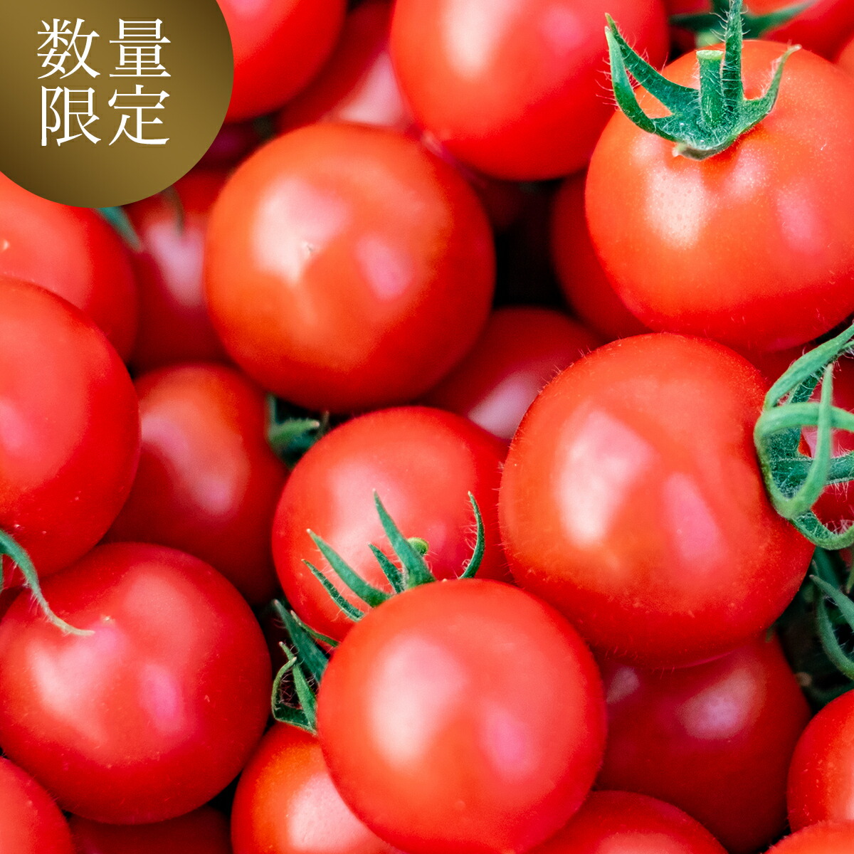 注目の福袋をピックアップ 高級品市場 季節限定 甘くておいしい まきいしトマト ふるさと納税