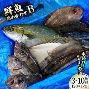 yӂ邳Ɣ[Łz N lߍ킹 B 3`10 120TCY [肭݂炢 {錧 Cs 20563532] Yn {   