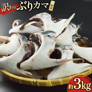 yӂ邳Ɣ[Łz 󂠂 OY ԂJ} 3kg [X {錧 Cs 20564778]    u  Ԃ J} uJ} ܂ Ⓚ  CN
