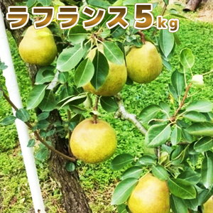 【ふるさと納税】【先行予約】 ラフランス 5kg 洋ナシ 洋梨 先行予約 梨 なし ナシ 西洋梨 ラ・フランス 果物 くだもの フルーツ デザート ふるさと納税 宮城県 白石 白石市【1211102】