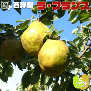 yӂ邳Ɣ[Łzm EtX 5kg 18`20 m  ʕ  t[c H fU[g L ^g R|[g Mtg 蕨  ӂ邳Ɣ[ {錧  Ύs