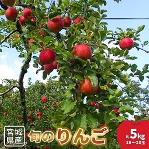 yӂ邳Ɣ[Łzyʌz{̂ 5kg 18`20  ь S n ʕ  t[c fU[g ӂ邳Ɣ[ {錧  Ύsy1510301z