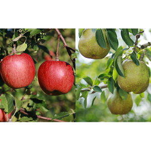 yӂ邳Ɣ[ŁzTӂƃEtXl v5kgy1510401z