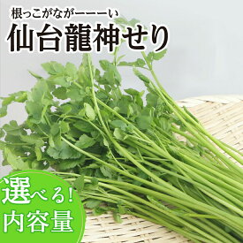 【ふるさと納税】【期間限定】根っこがながーーーい　仙台龍神せり【選べる種類 2〜10人前】 [せり 仙台名物 セリ 野菜 鍋にどうぞ]