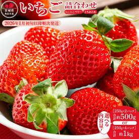 【ふるさと納税】【先行予約　JAみやぎ仙南】【容量選択可能】宮城県角田市産いちご　にこにこベリー・とちおとめ詰合せ　合計約500g or 1kg【2026年1月初旬より順次配送】 | イチゴ 苺 フルーツ 果物 くだもの 食品 人気 おすすめ 送料無料