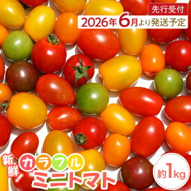 【ふるさと納税】【2026年発送分先行予約】角田産 新鮮！カラフル ミニトマト 1kg【2026年6月上旬より順次】 | 野菜 やさい ミニトマト 食品 人気 おすすめ