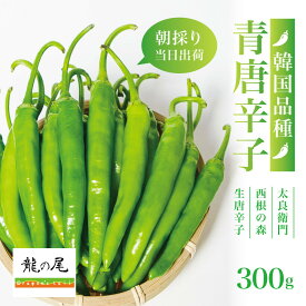 【ふるさと納税】【宮城県産】生青唐辛子 龍の尾 300gセット（300g×1袋）7月末頃より順次発送 激辛韓国品種 西根の森｜太良衛門 | 唐辛子 とうがらし 野菜 やさい 食品 人気 おすすめ 送料無料