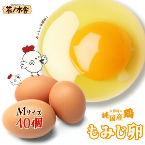 yӂ邳Ɣ[ŁzR@Y{u݂v@40@iMTCYj ܂ ^}S GbO  ͂  ͂ ԃm؎ { s @y04209-0235z
