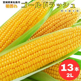 【ふるさと納税】《2024年7月中旬頃より順次発送》 東松島市産 朝採れ とうもろこし (ゴールドラッシュ) 2Lサイズ 13本 宮城県 東松島市 とみぎ とうみぎ オンラインワンストップ 対応 自治体マイページ