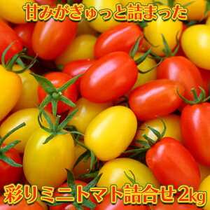 �y�ӂ邳�Ɣ[�Łz�Â݂�������Ƌl�܂��� �{�錧���s������Y �ʂ�~�j�g�}�g�l���� 2kg�i�\���t���j