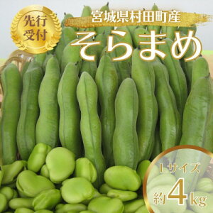 yӂ邳Ɣ[Łzys\2026Nz܂ 4kg LTCY {錧cYyzsnFzy1451277z