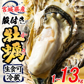 【ふるさと納税】松島牡蠣屋 殻付き牡蠣（生食用）選べる内容量 1～13kg 生牡蠣 宮城県産 牡蛎 牡蠣 カキ オイスター カキフライ 牡蠣鍋 海鮮 国産 魚貝類【菊地水産合同会社】sh151・sh152・sh153・sh154・sh155