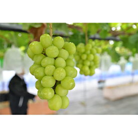 【ふるさと納税】【2026年　秋発送分】～シャインマスカット～ 約800g　 Domaine MARUTA【配送不可地域：離島】【1060797】