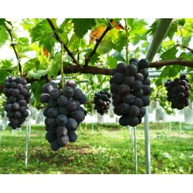 【ふるさと納税】【2026年　秋発送分】～ピオーネ　約1kg(2～3房)～【配送不可地域：離島】【1105587】