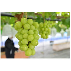 【ふるさと納税】【2026年　秋発送分】～シャインマスカット～　2～3房(約1.1kg)Domaine MARUTA【配送不可地域：離島】【1449581】