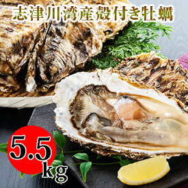 【ふるさと納税】南三陸志津川産の殻付き牡蠣5.5kg（1kgあたり6～9個）　【魚介類・カキ・牡蠣・殻付き牡蠣・5.5kg】　お届け：2024年6月末まで