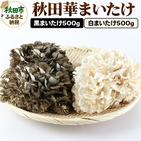 【ふるさと納税】秋田華まいたけ 生まいたけセット 黒まいたけ 約500g 白まいたけ 約500g 舞茸