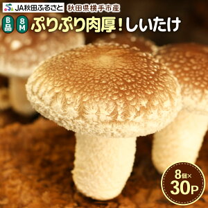 yӂ邳Ɣ[Łz Bi 8Mi100gj×30pbN