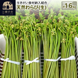 【ふるさと納税】天然わらび(生) 約1.6kg [わらび ワラビ 蕨 山菜]